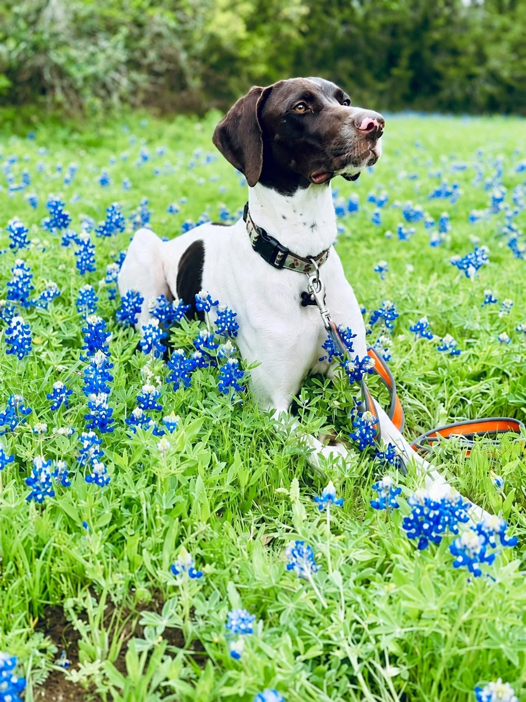 Rowdy sitting among blue Texas bluebonnets with his orange leash resting in the grass