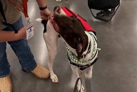 Hands gently petting Rowdy during a campus visit