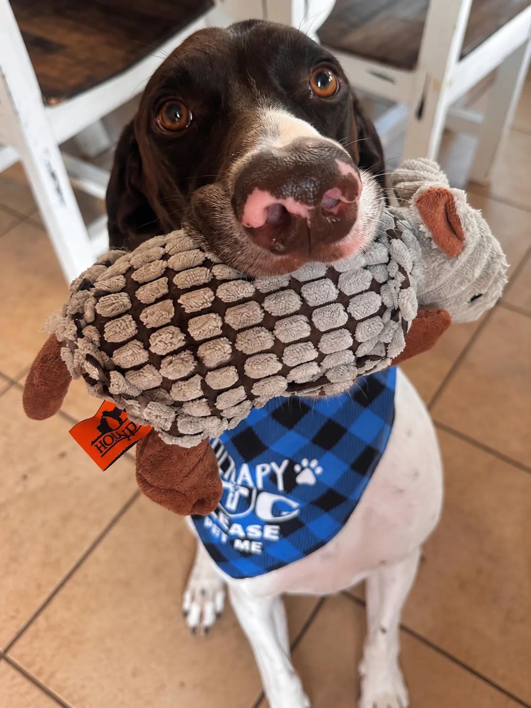 Rowdy holding a plush toy in his mouth, wearing a blue therapy dog bandana