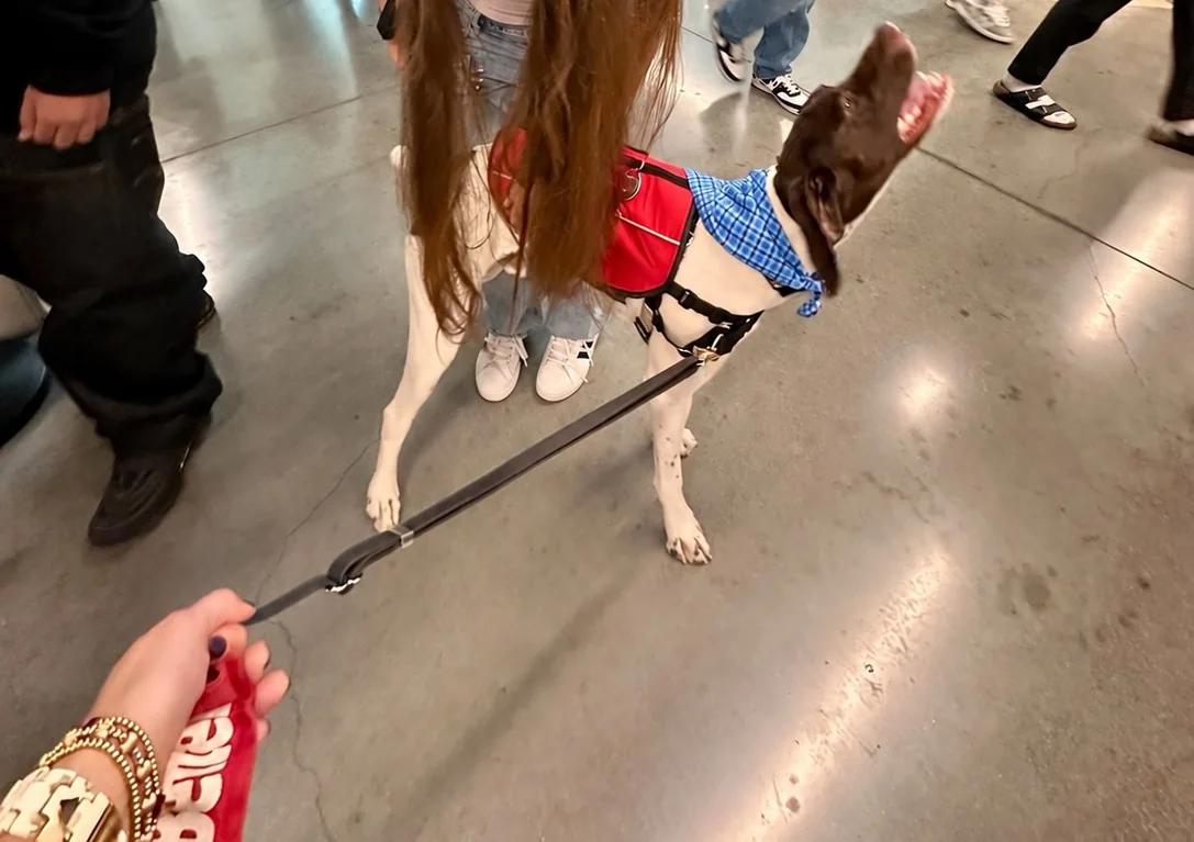 Rowdy looking up for a greeting, with students’ hands and legs visible in a Johnson High School hallway