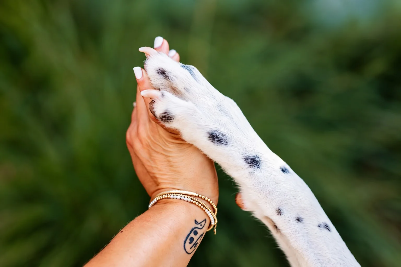A hand gently holding Rowdy’s spotted white paw against a soft green background