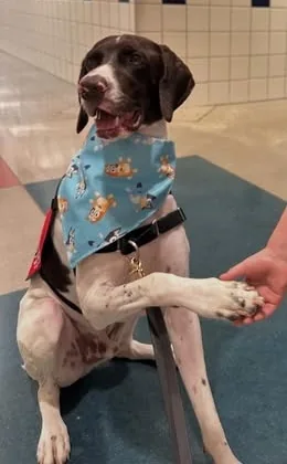 Rowdy offers his paw to a child in a school hallway