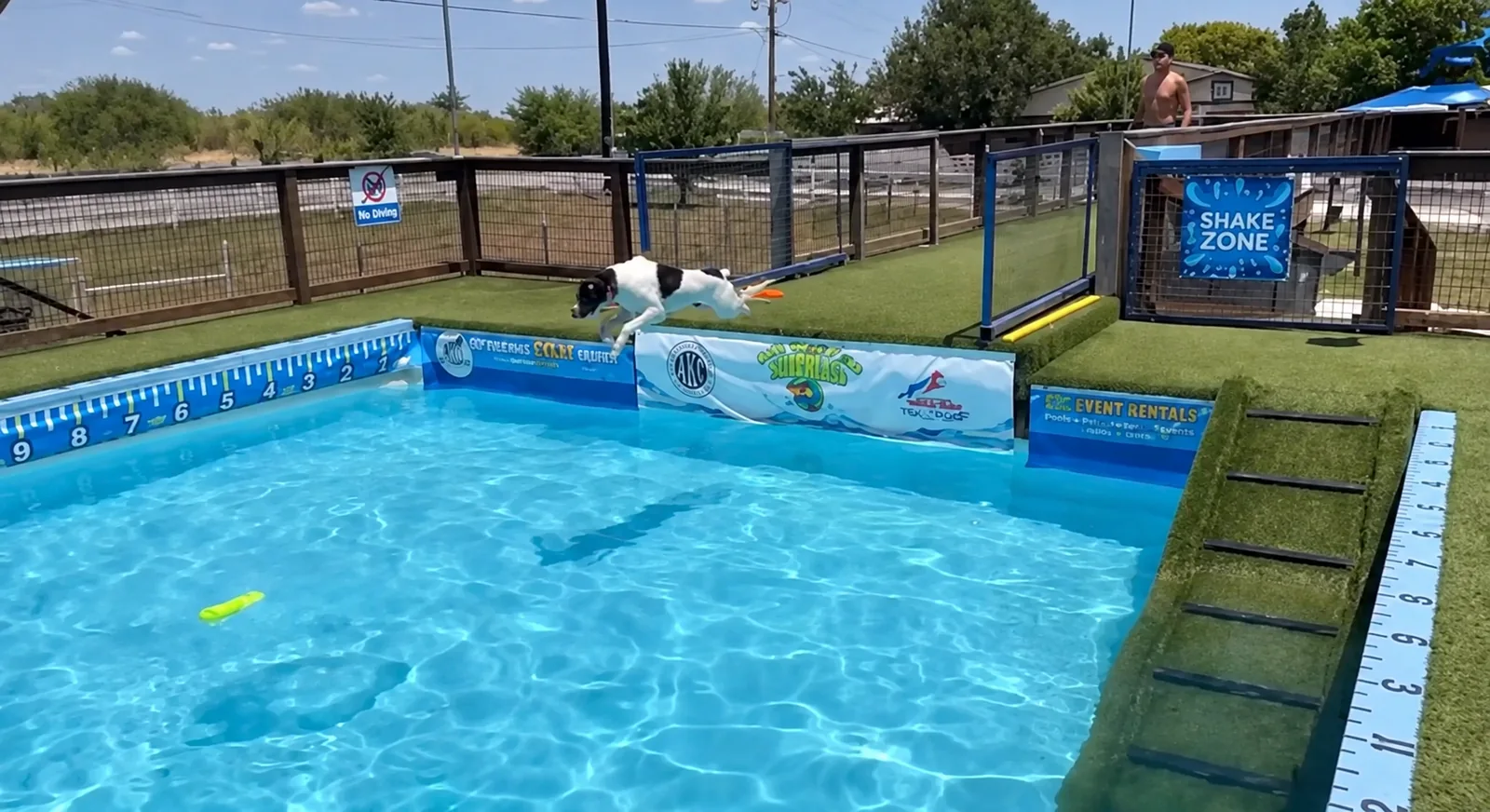 Rowdy leaping from the dock toward the blue pool at K9 Water World
