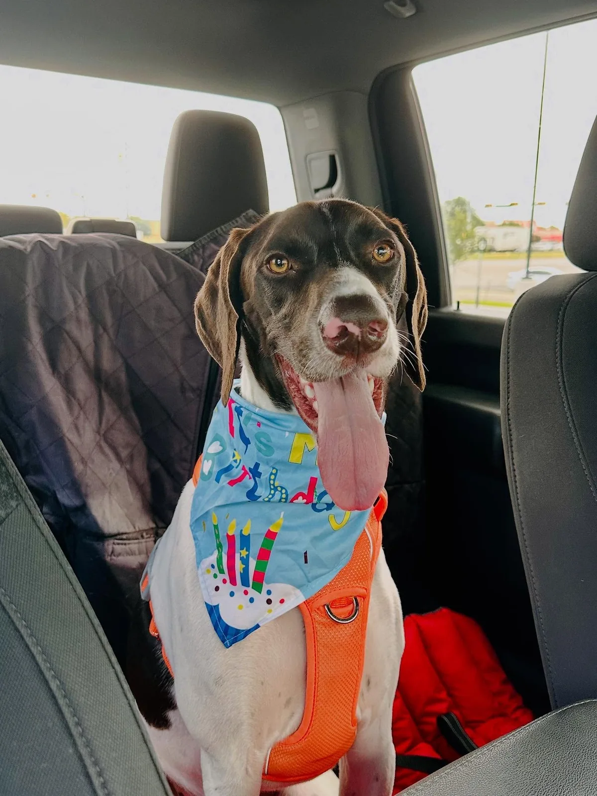 Rowdy smiling in a car while wearing a blue birthday bandana and an orange harness